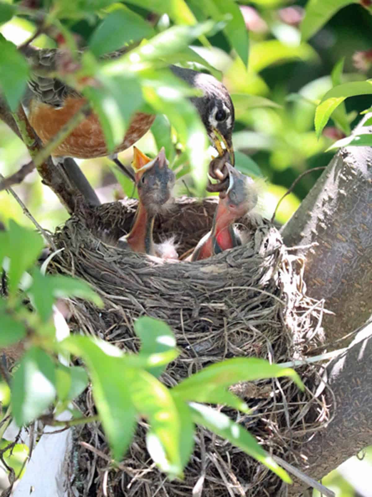A parent bird feeds two hungry chicks in a nest made of twigs, perched on a tree branch surrounded by green leaves.